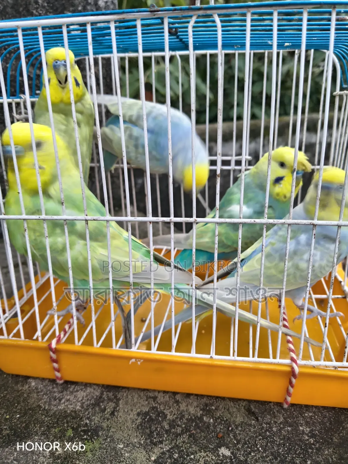 Some running Budgerigar male birds for sale