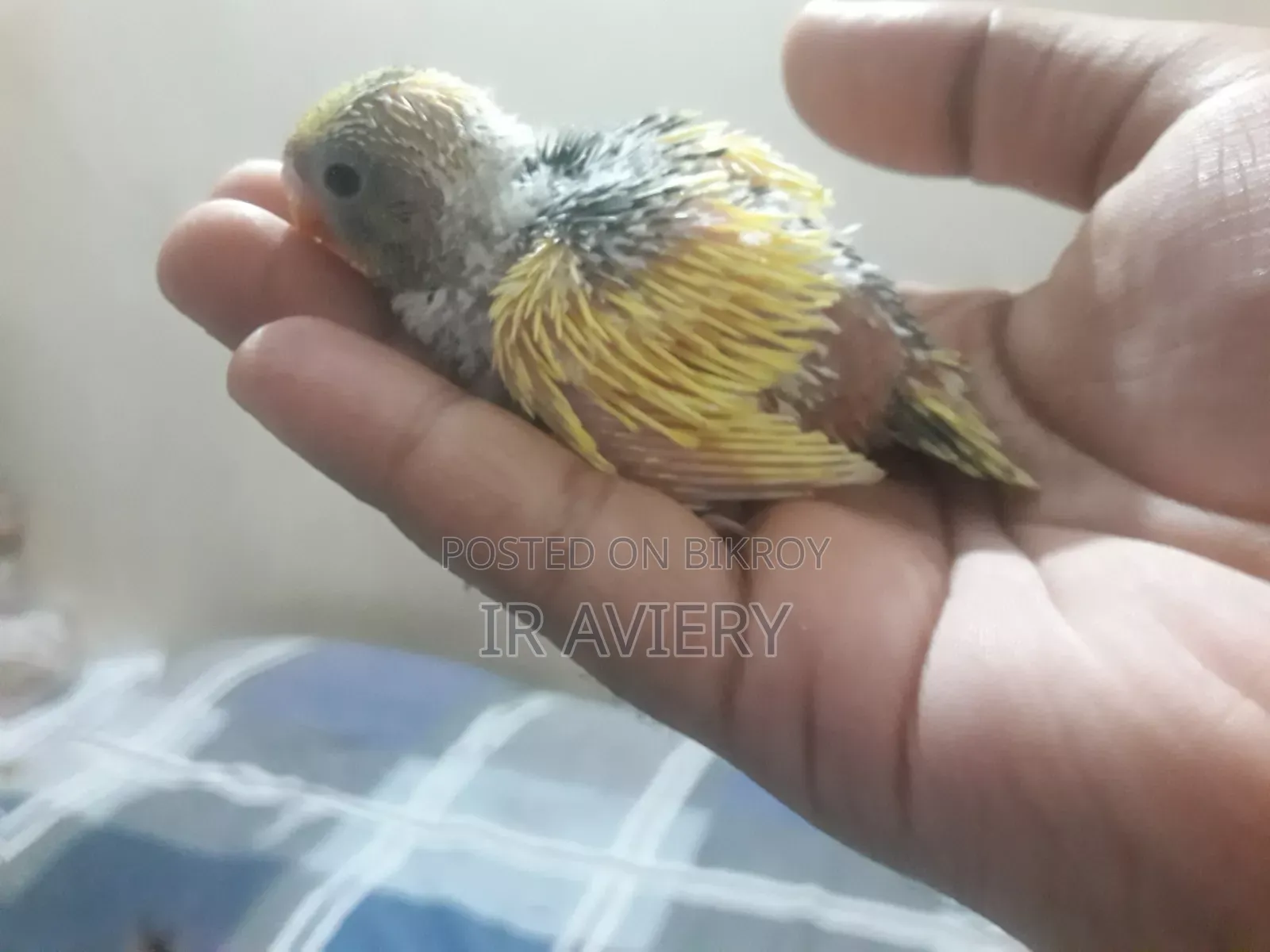 টেম সাইজ পাইড বুজরিগার