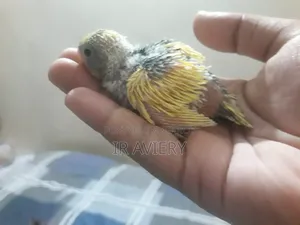 টেম সাইজ পাইড বুজরিগার