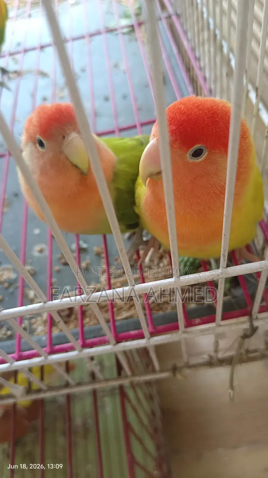 Lovebirds for sale