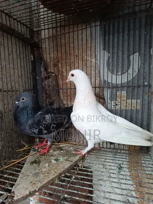 Running pair of pigeons
