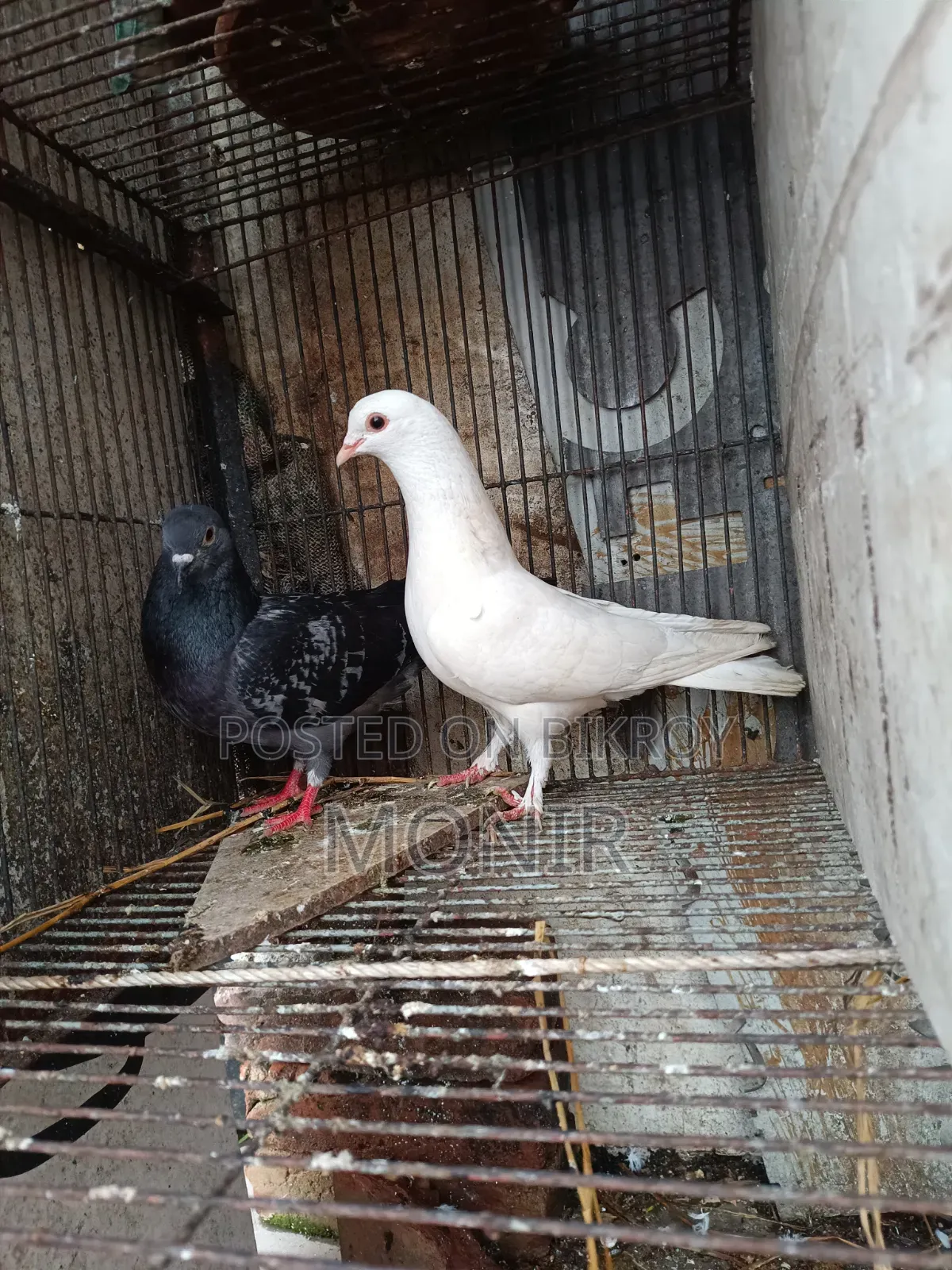 Running pair of pigeons