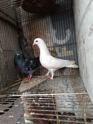 Running pair of pigeons