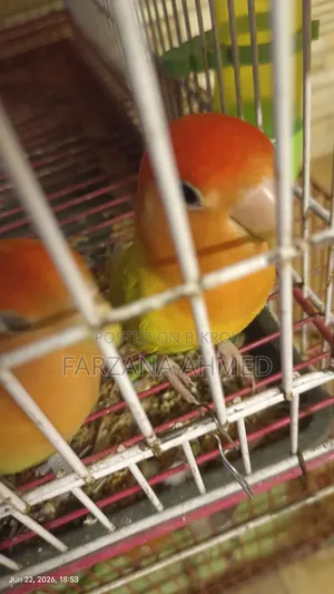 Lovebirds for sale