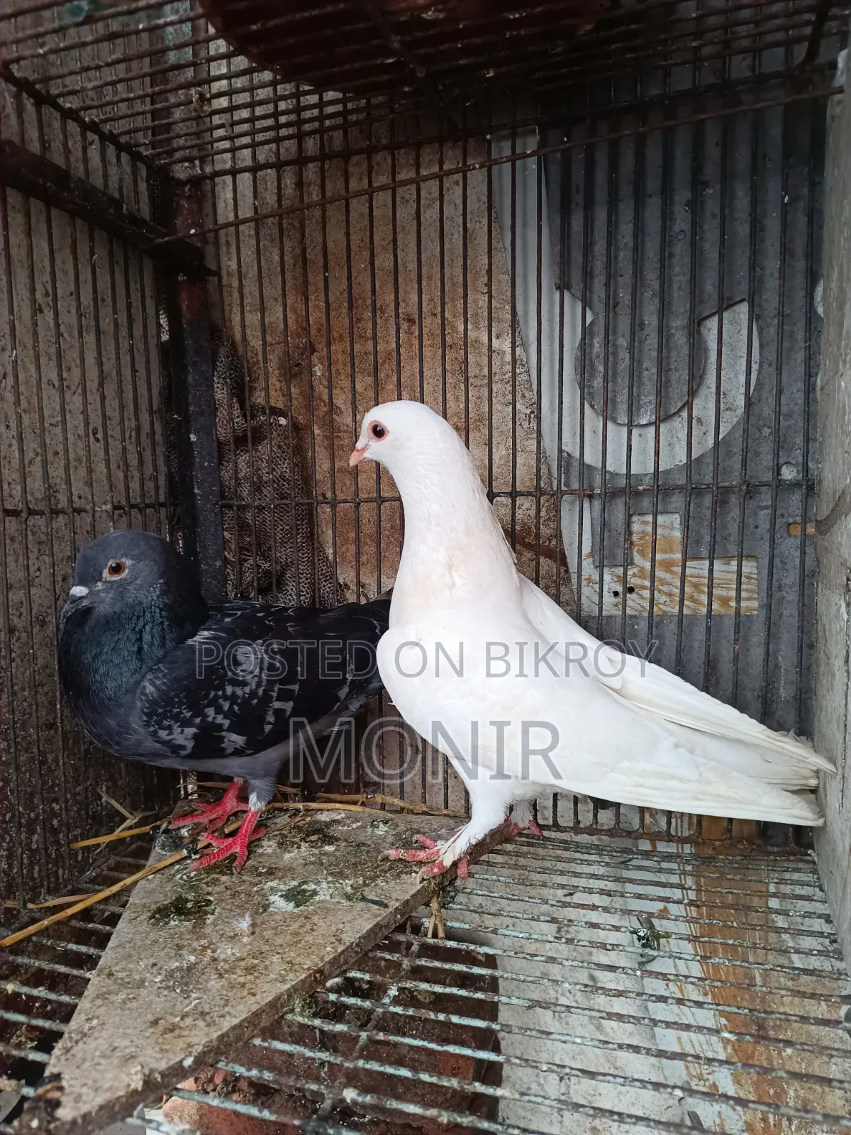 Running pair of pigeons
