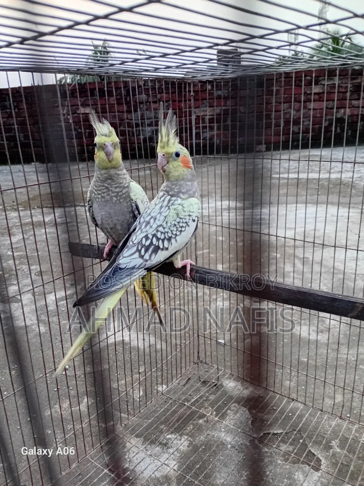 Cinnamon Cockatiel Pair