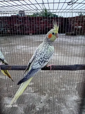 Cinnamon Cockatiel Pair