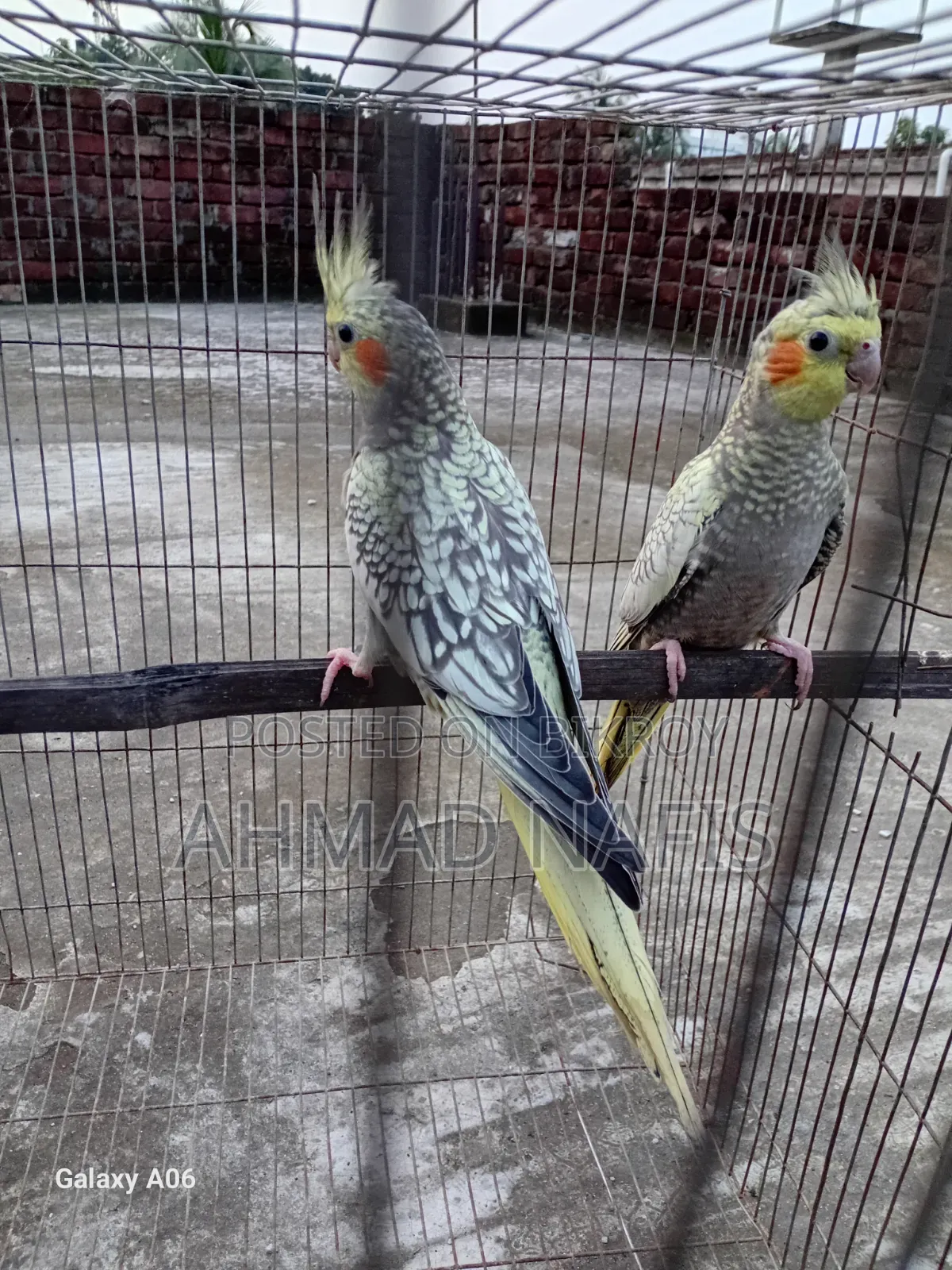 Cinnamon Cockatiel Pair