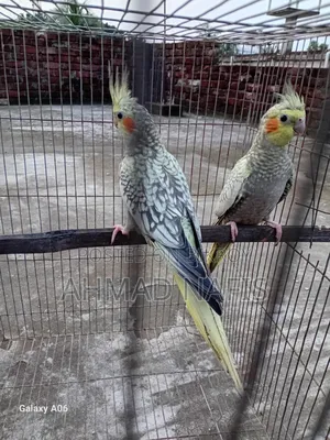 Cinnamon Cockatiel Pair