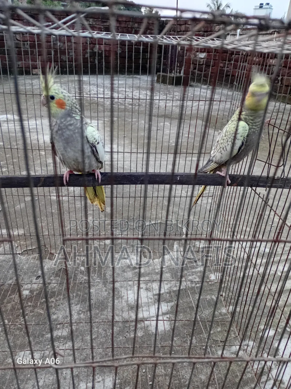 Cinnamon Cockatiel Pair