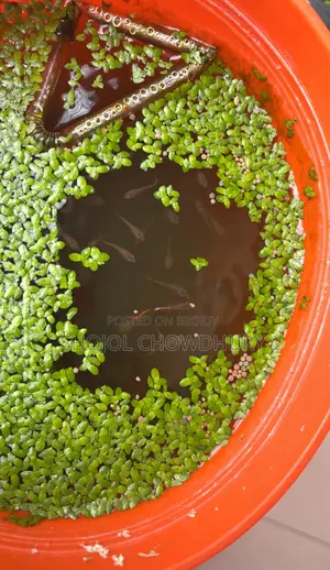 Fish+Food+Water Plant + Snail Combo