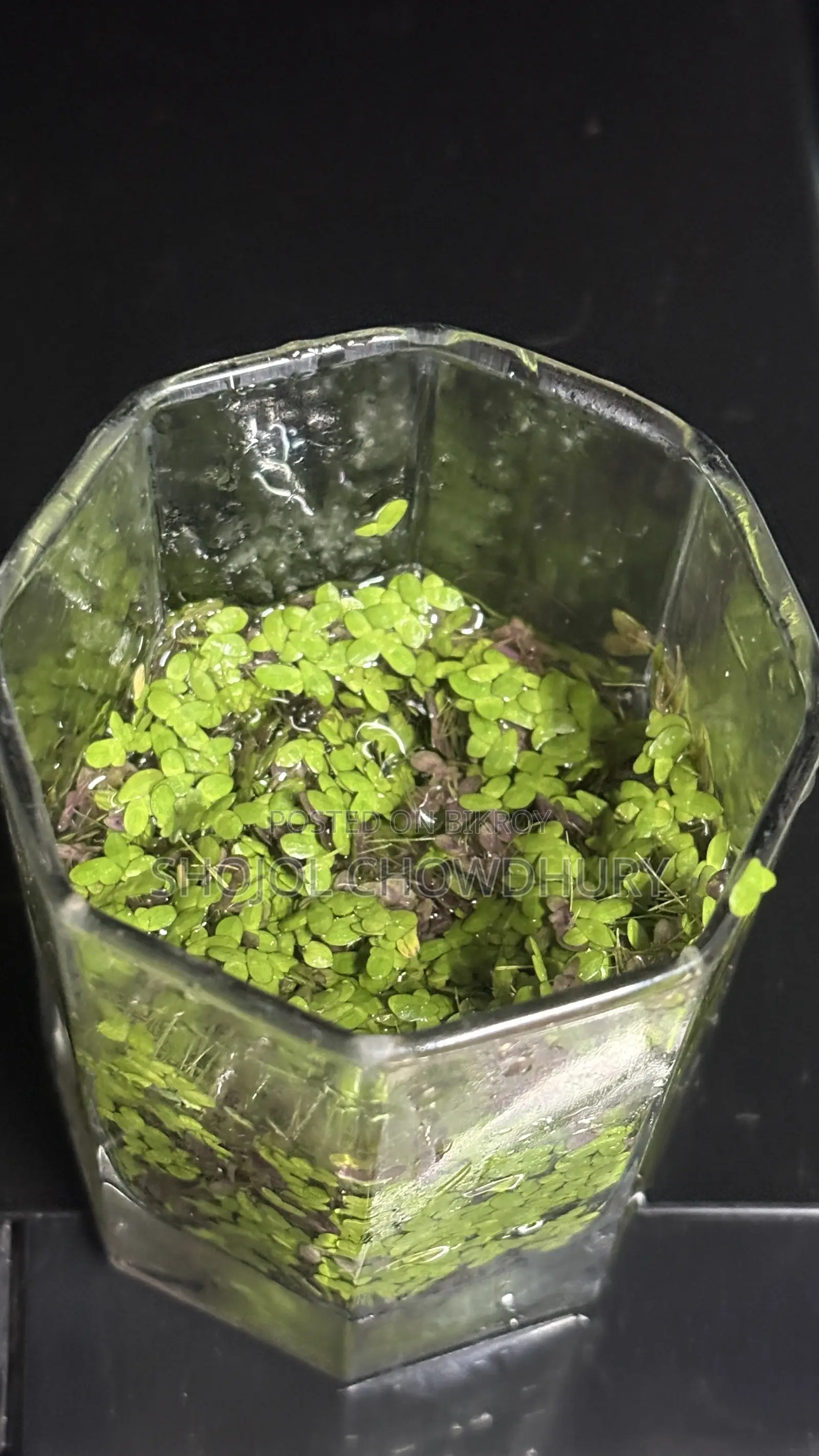 Fish+Food+Water Plant + Snail Combo