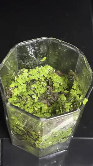 Fish+Food+Water Plant + Snail Combo