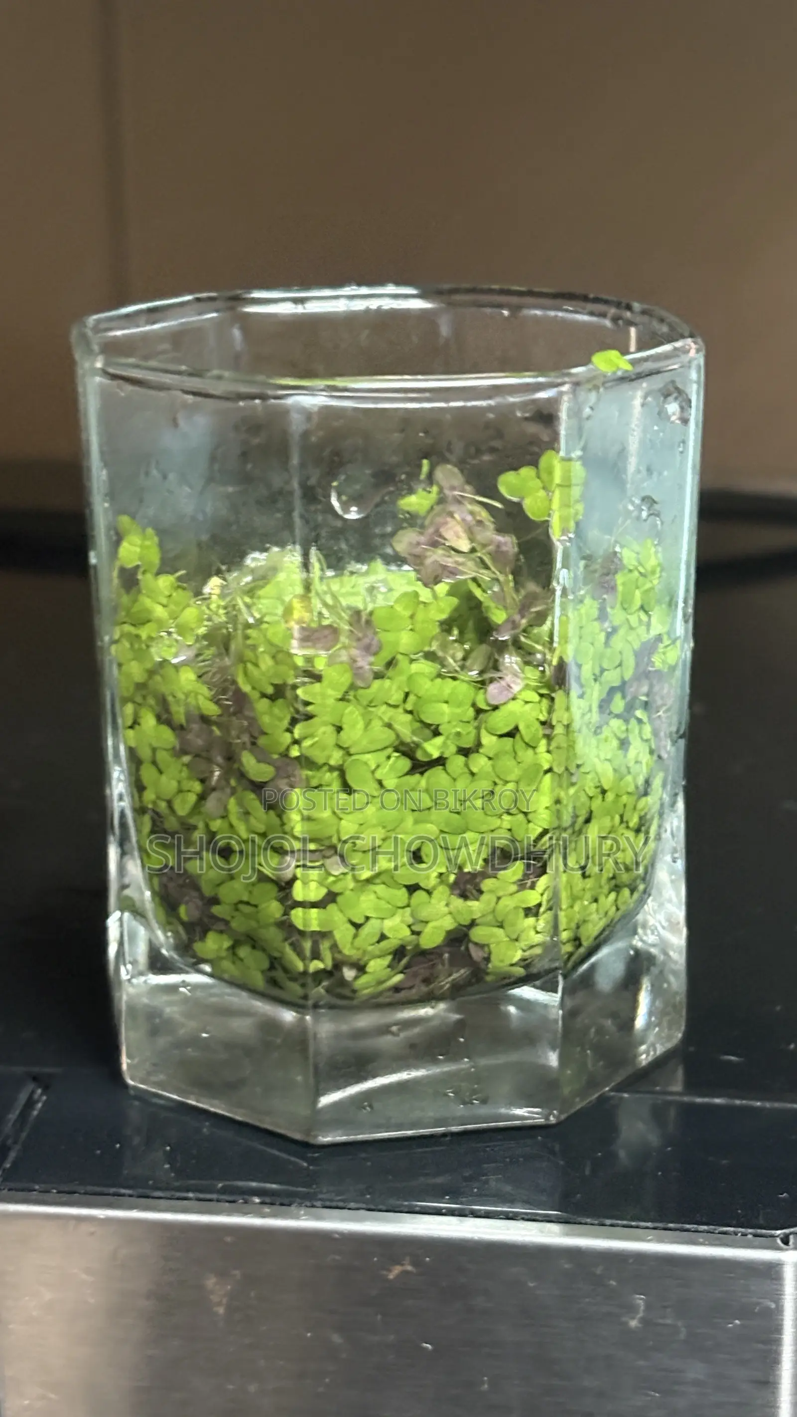 Fish+Food+Water Plant + Snail Combo