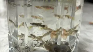 Fish+Food+Water Plant + Snail Combo