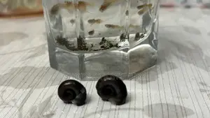 Fish+Food+Water Plant + Snail Combo