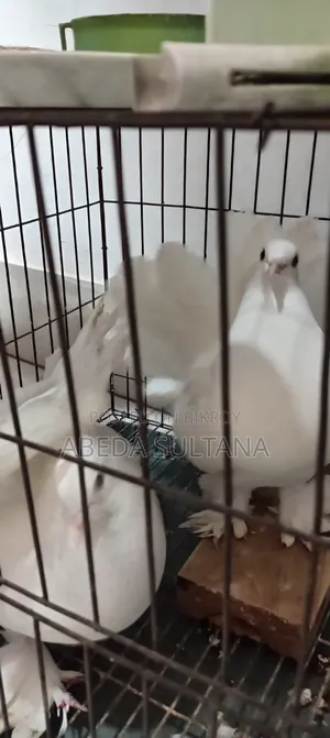 Lakha Pigeon for Sale