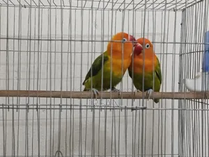 গ্রিন ফিশার অপালিন