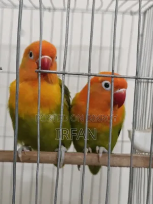 গ্রিন ফিশার অপালিন