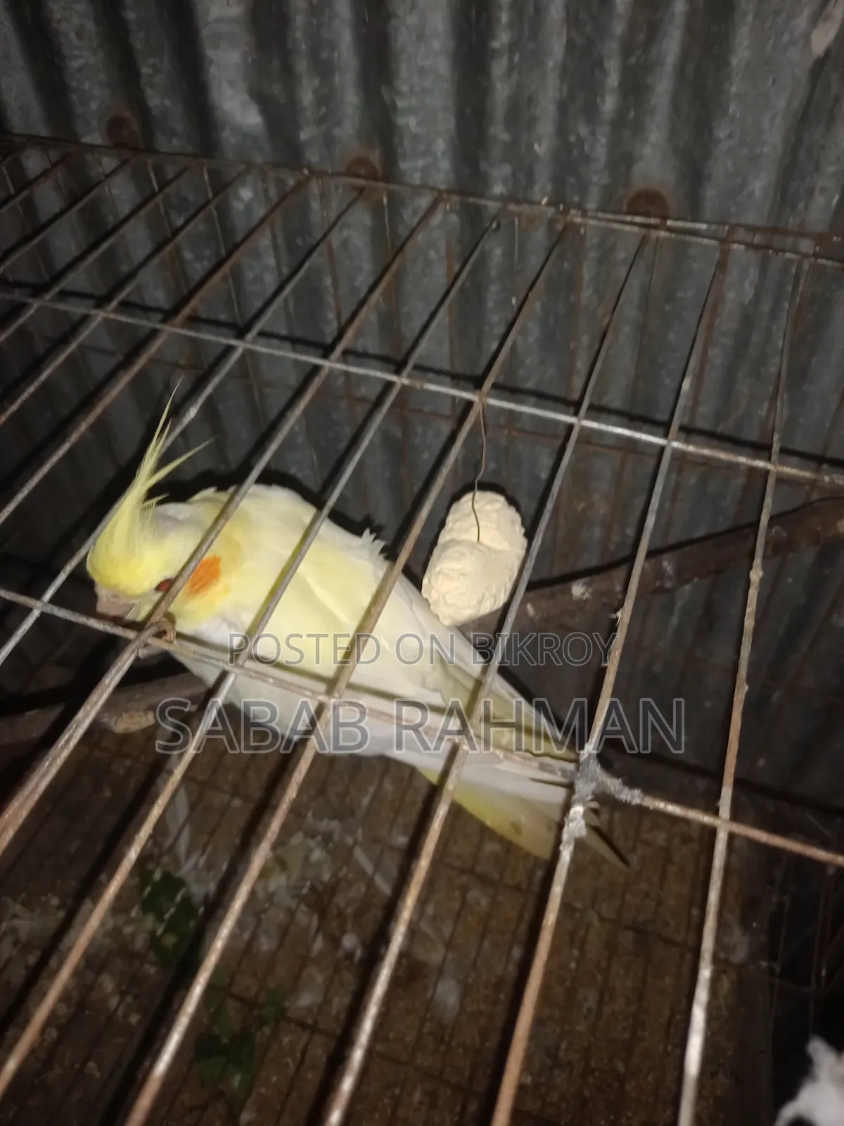 Egg-laying female Cockatiel bird