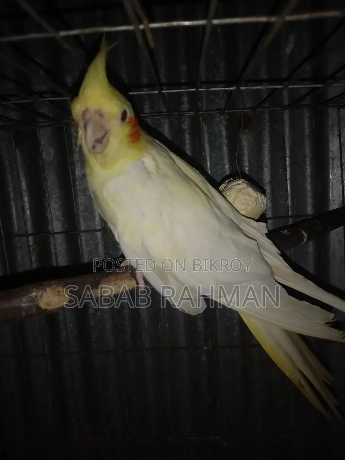Egg-laying female Cockatiel bird