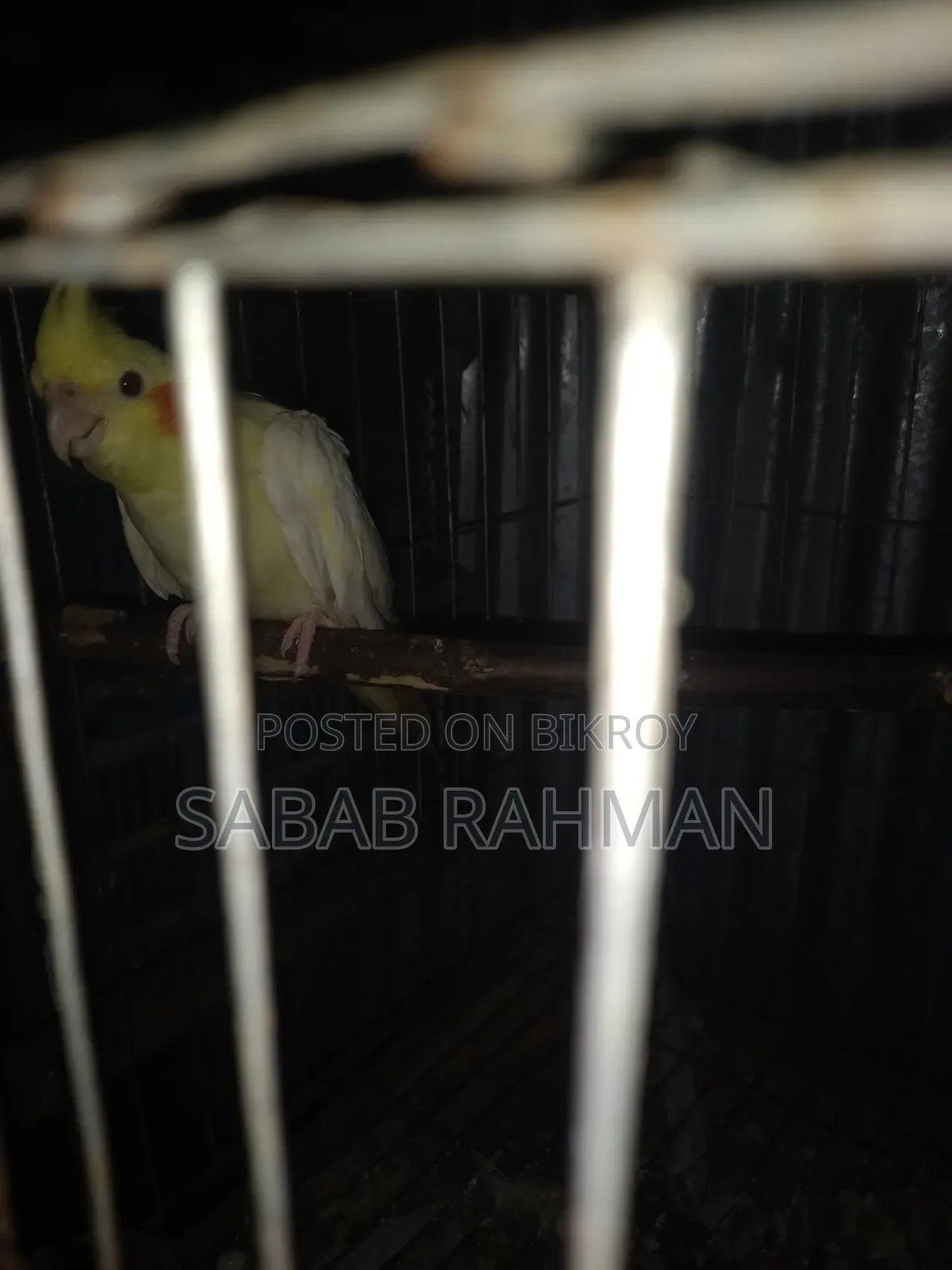 Egg-laying female Cockatiel bird
