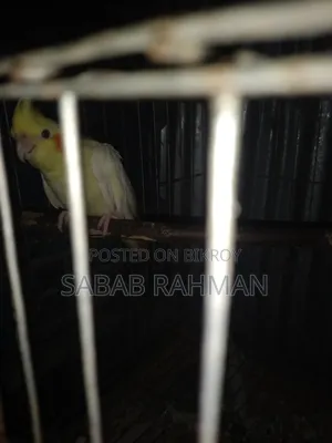 Egg-laying female Cockatiel bird