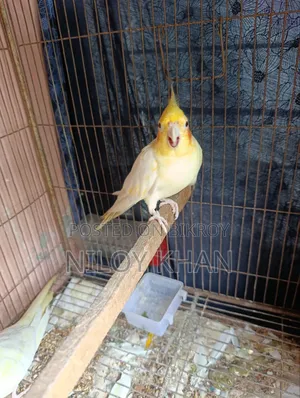 Cockatiel Bird