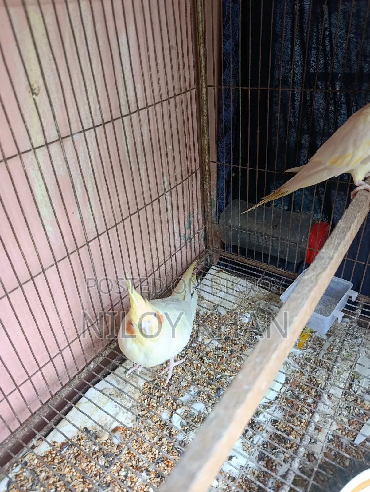 Cockatiel Bird