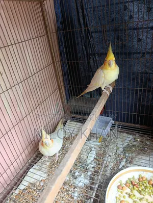 Cockatiel Bird