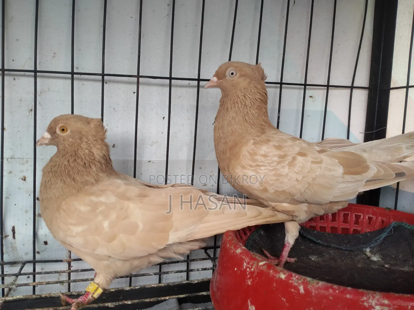 Chuitol Giya Chulli Rani Pigeon