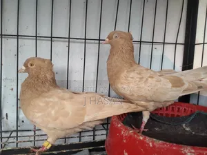 Chuitol Giya Chulli Rani Pigeon