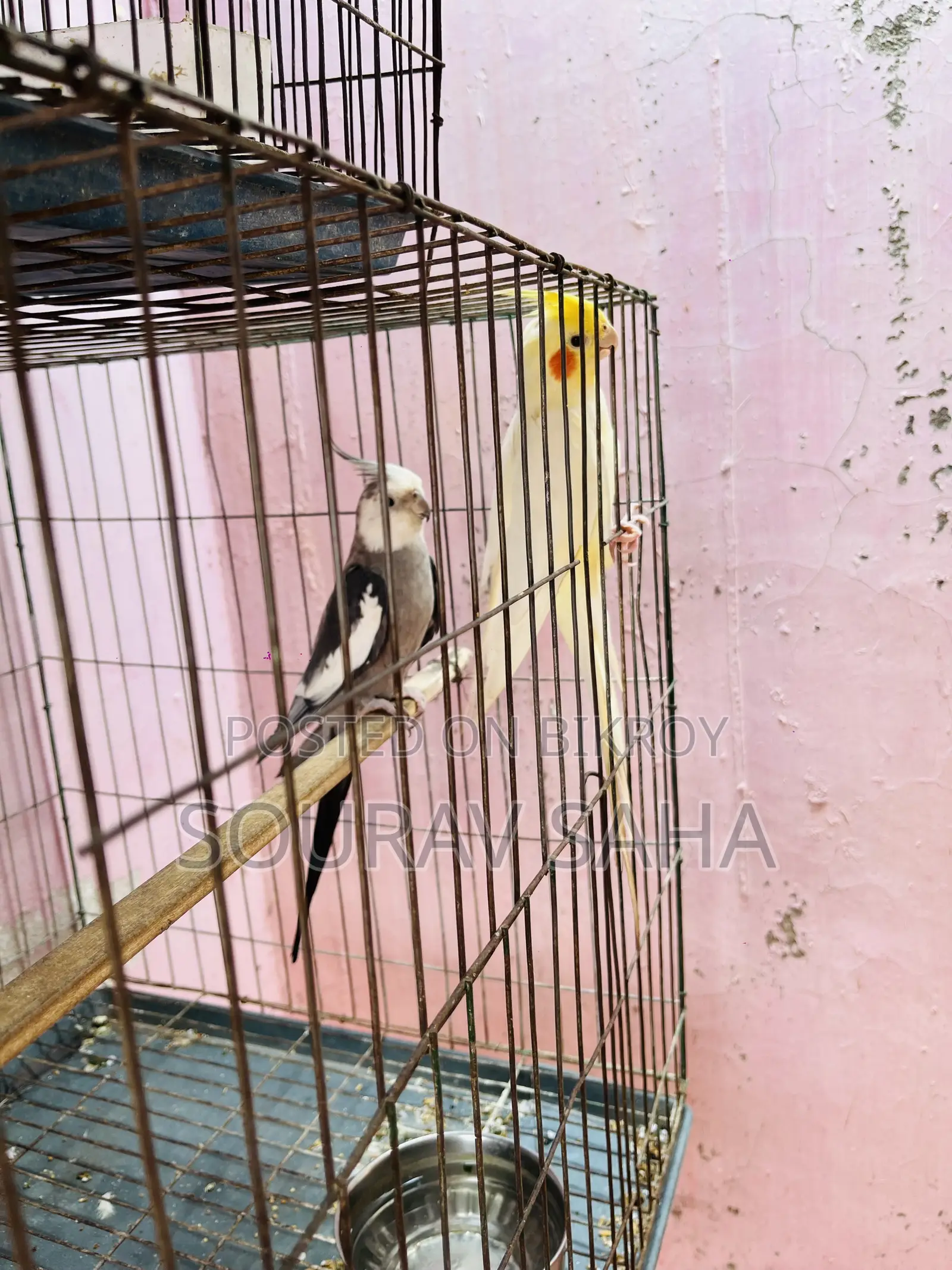 Cockatiel Master Pair