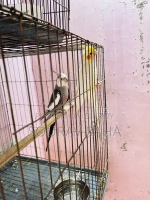 Cockatiel Master Pair