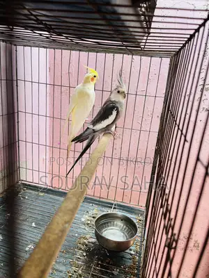Cockatiel Master Pair