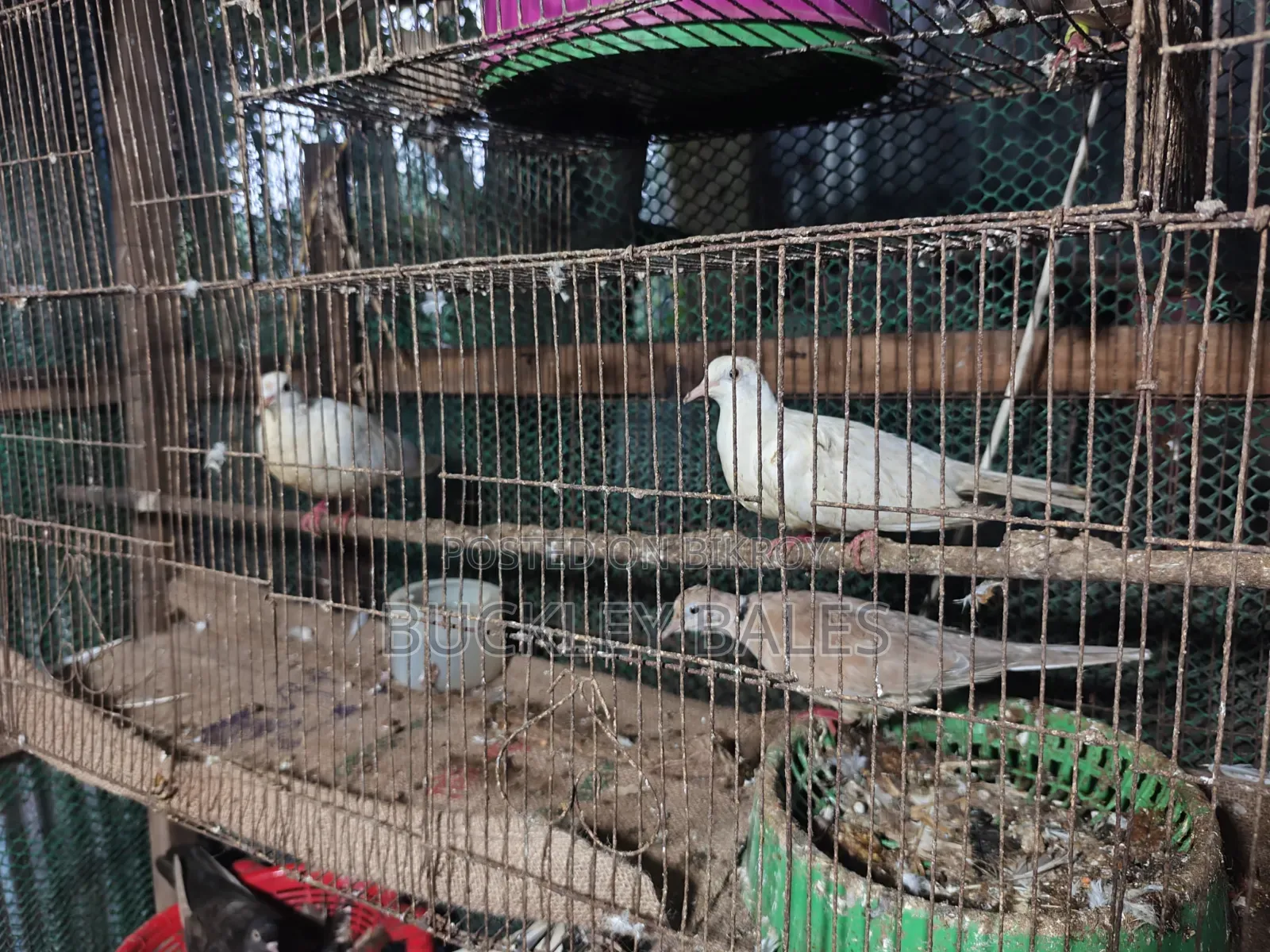 Pigeon / Dove for sale