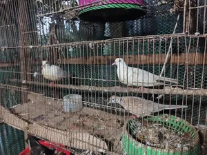 Pigeon / Dove Sale