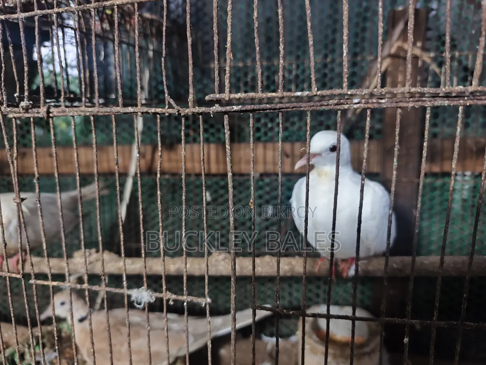 Pigeon / Dove for sale