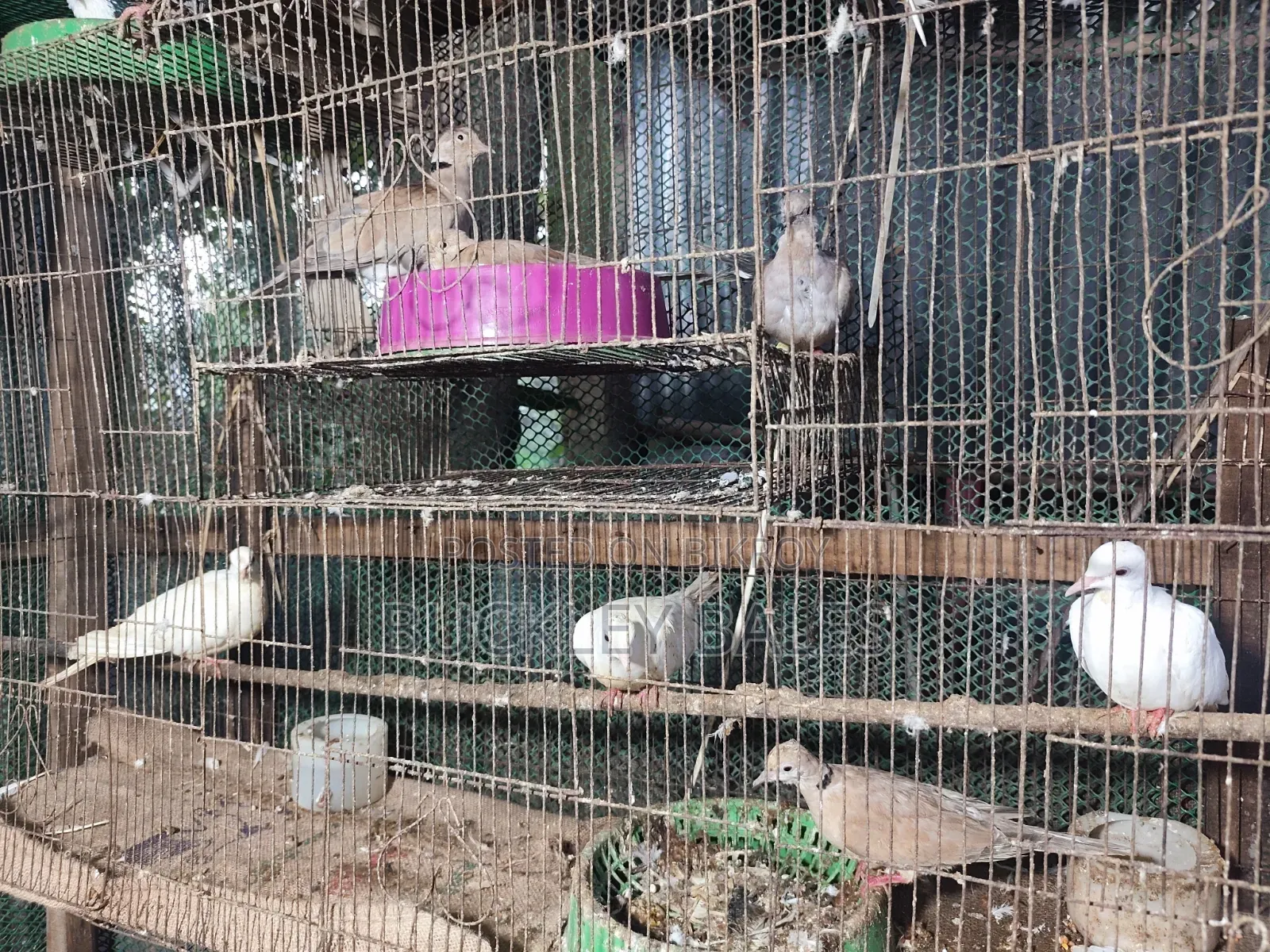 Pigeon / Dove for sale