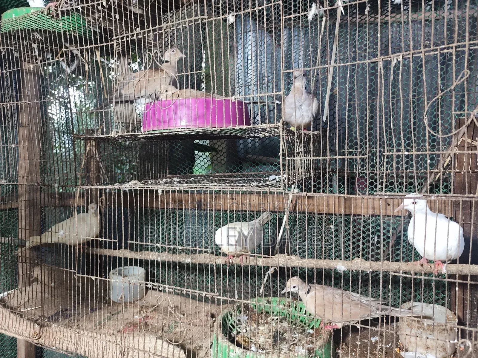 Pigeon / Dove for sale
