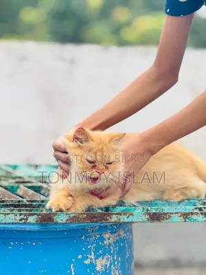 1+ Year Female Purebred Persian