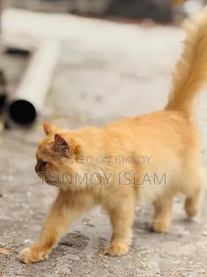 1+ Year Female Purebred Persian