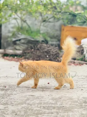 1+ Year Female Purebred Persian