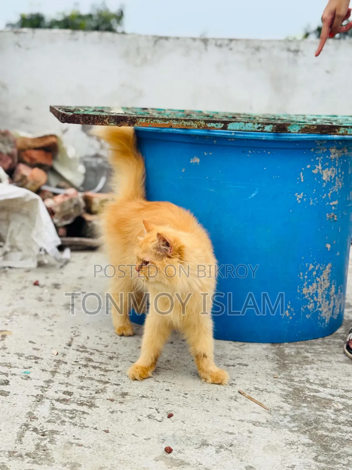 1+ Year Female Purebred Persian