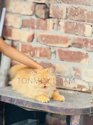 1+ Year Female Purebred Persian