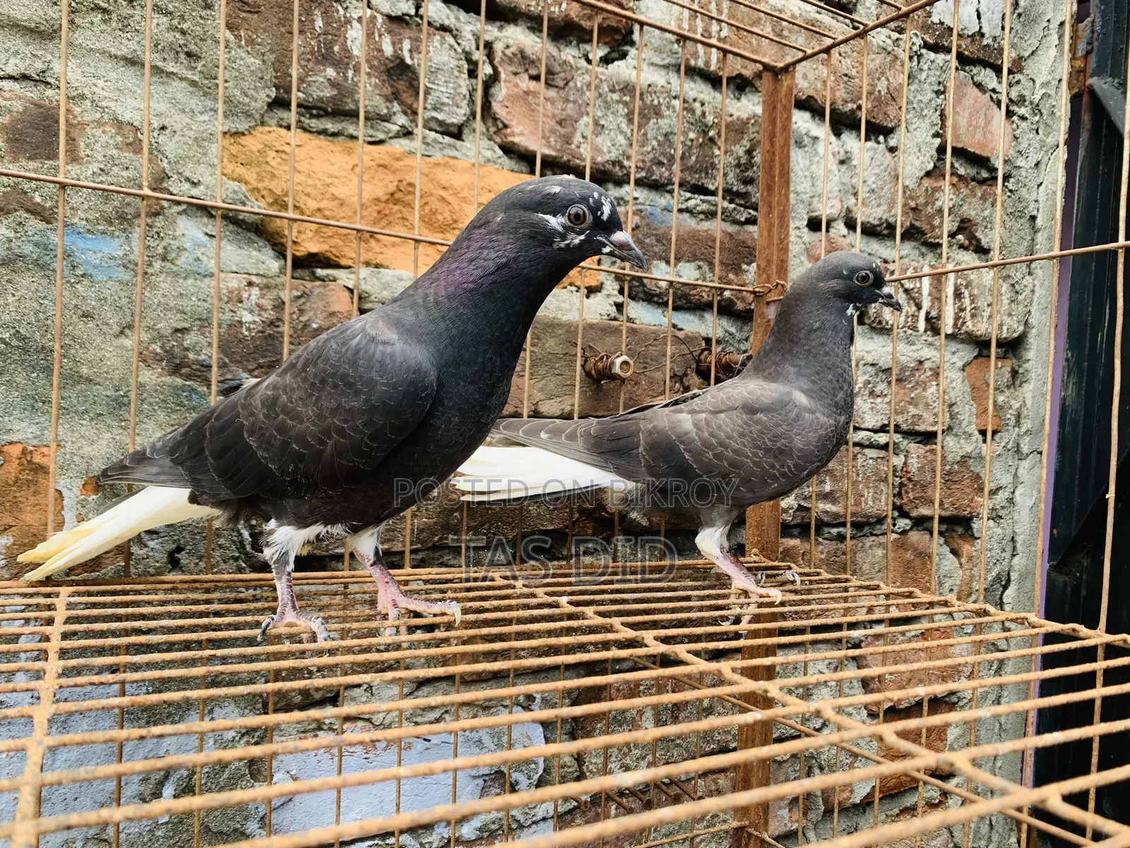 Musaldom Pigeon