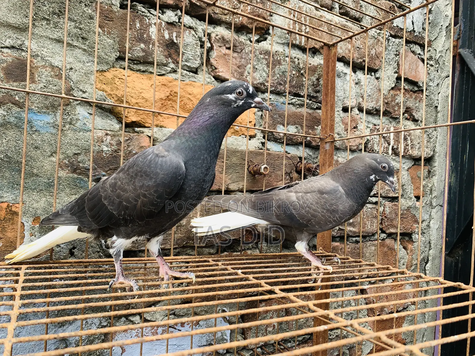 Musaldom Pigeon