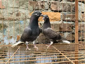 Musaldom Pigeon