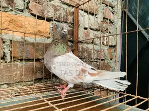 Lalkhaki Pigeon