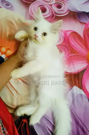 ১-৩ মাসের নর খাঁটি পার্সিয়ান